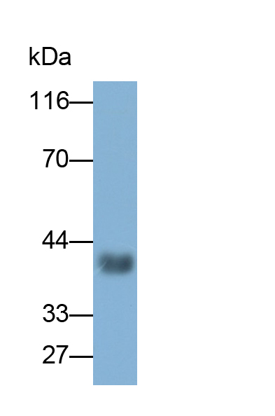 Monoclonal Antibody to Fibulin 3 (FBLN3)