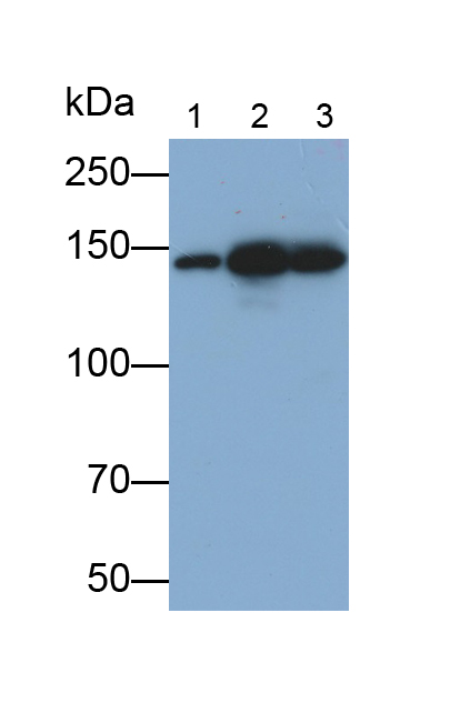 Monoclonal Antibody to Kinesin Family, Member 5A (KIF5A)