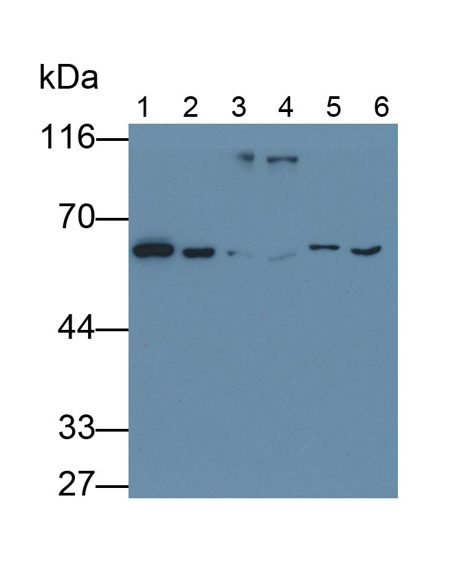 Monoclonal Antibody to Lamin B1 (LMNB1)