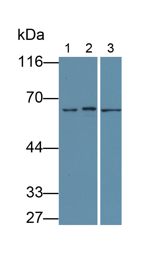 Monoclonal Antibody to Lamin B1 (LMNB1)