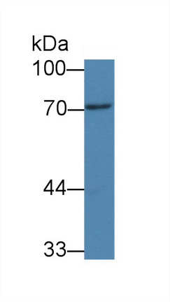 Monoclonal Antibody to Peptidyl Arginine Deiminase Type III (PADI3)