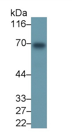 Monoclonal Antibody to Peptidyl Arginine Deiminase Type IV (PADI4)