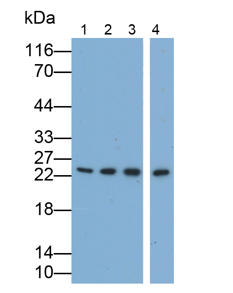 Monoclonal Antibody to Peroxiredoxin 2 (PRDX2)