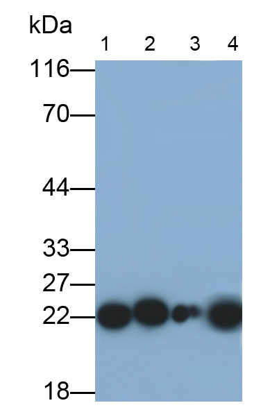 Monoclonal Antibody to Peroxiredoxin 2 (PRDX2)