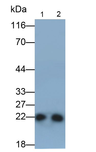 Monoclonal Antibody to Peroxiredoxin 2 (PRDX2)