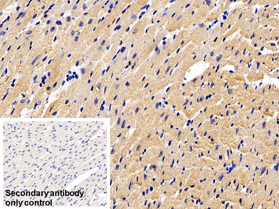 Monoclonal Antibody to Secreted Frizzled Related Protein 1 (SFRP1)