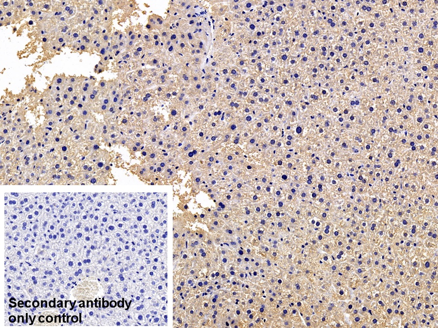 Monoclonal Antibody to Secreted Frizzled Related Protein 1 (SFRP1)