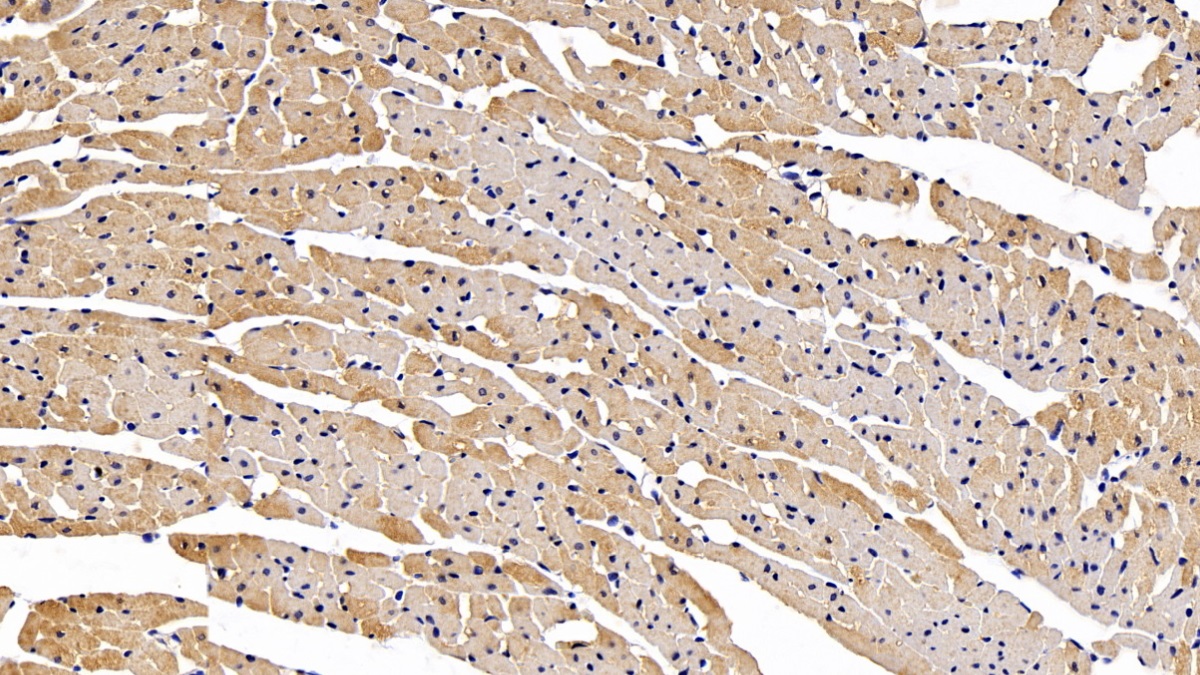 Monoclonal Antibody to Secreted Frizzled Related Protein 1 (SFRP1)