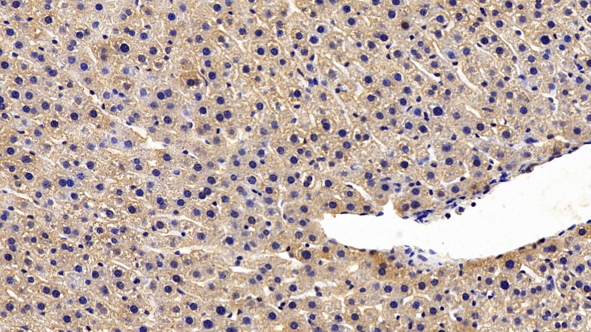 Monoclonal Antibody to Secreted Frizzled Related Protein 1 (SFRP1)