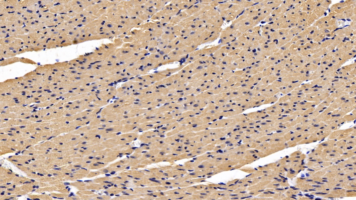 Monoclonal Antibody to Secreted Frizzled Related Protein 1 (SFRP1)