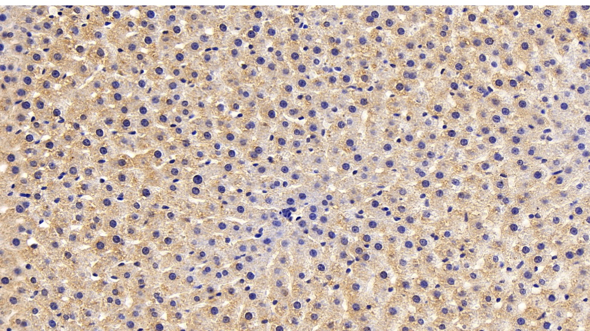 Monoclonal Antibody to Secreted Frizzled Related Protein 1 (SFRP1)