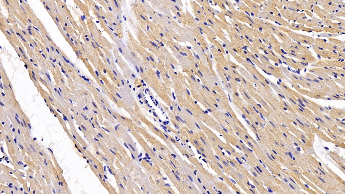 Monoclonal Antibody to Secreted Frizzled Related Protein 1 (SFRP1)