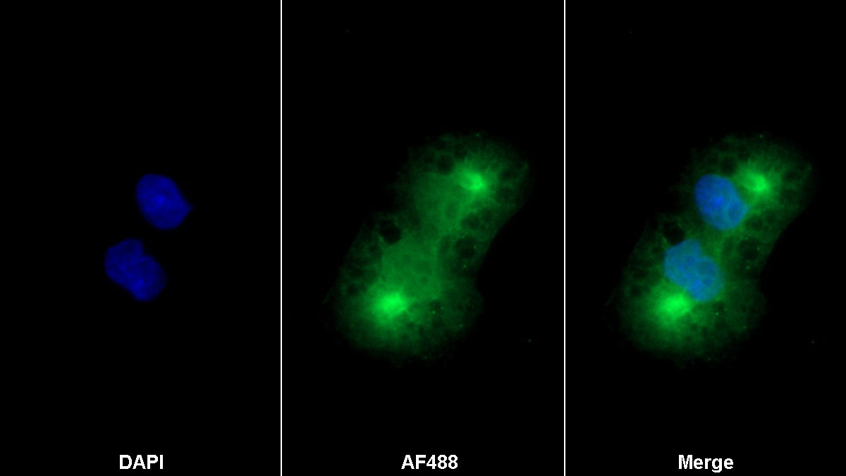 Monoclonal Antibody to Dual Specificity Phosphatase 3 (DUSP3)