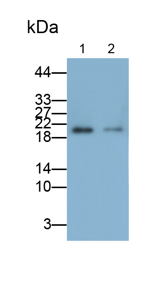 Monoclonal Antibody to Dual Specificity Phosphatase 3 (DUSP3)