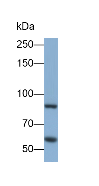 Monoclonal Antibody to Purinergic Receptor P2X, Ligand Gated Ion Channel 7 (P2RX7)