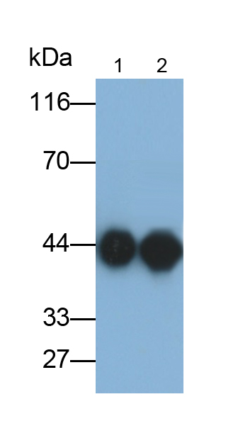 Monoclonal Antibody to Purinergic Receptor P2X, Ligand Gated Ion Channel 7 (P2RX7)