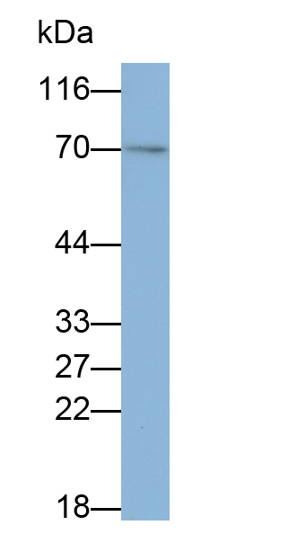 Monoclonal Antibody to Sex Determining Region Y Box Protein 4 (SOX4)