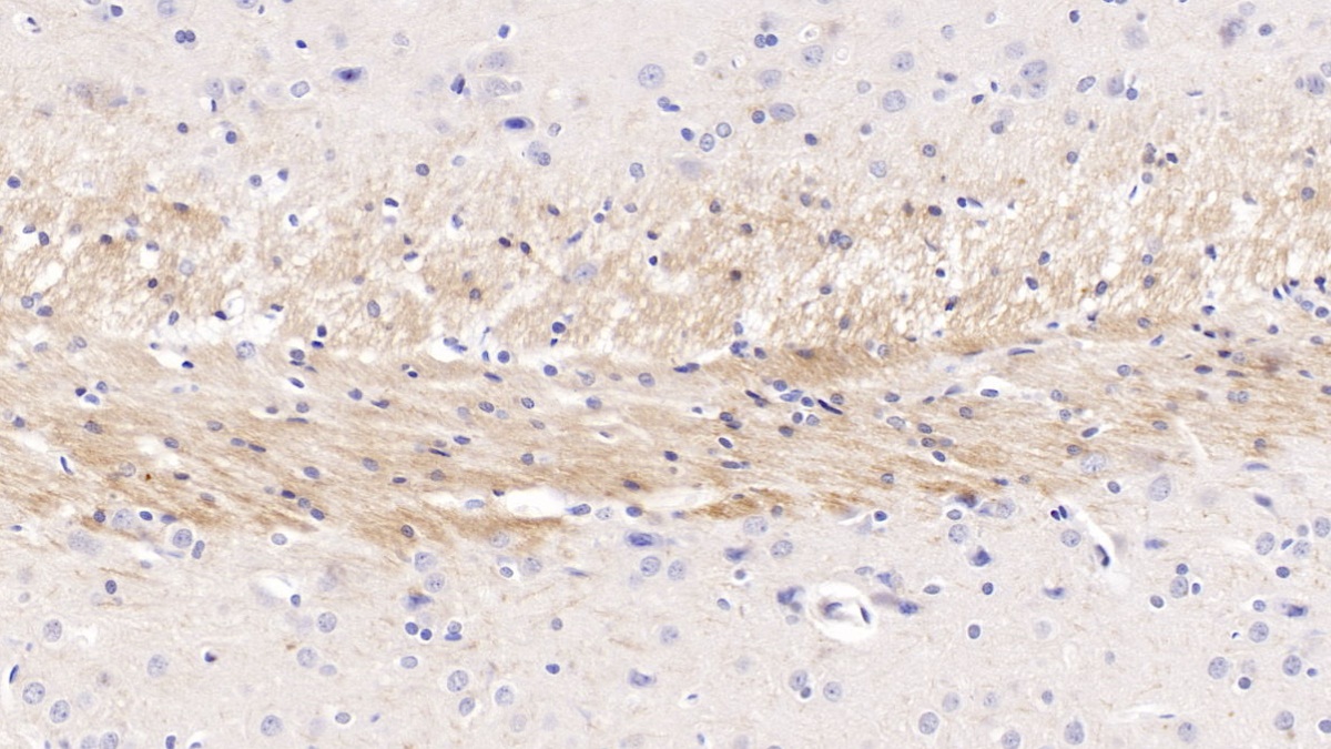 Monoclonal Antibody to Cerebral Dopamine Neurotrophic Factor (CDNF)