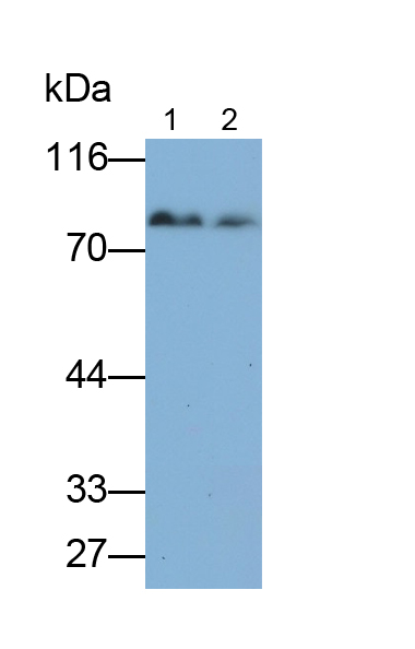 Monoclonal Antibody to Chloride Channel Accessory 1 (CLCA1)