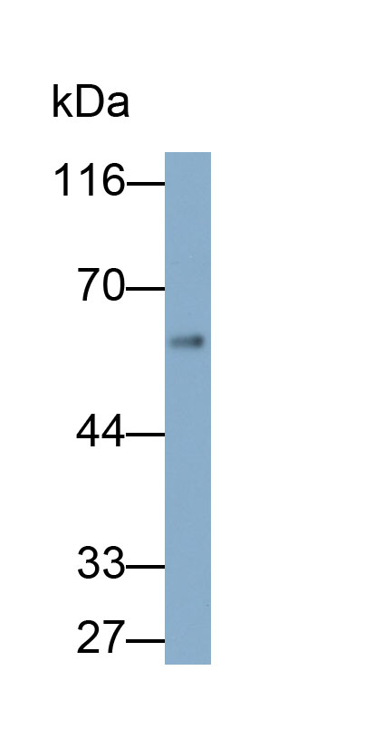 Monoclonal Antibody to Sulfite Oxidase (SUOX)