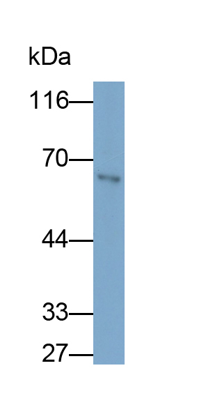 Monoclonal Antibody to Sulfite Oxidase (SUOX)