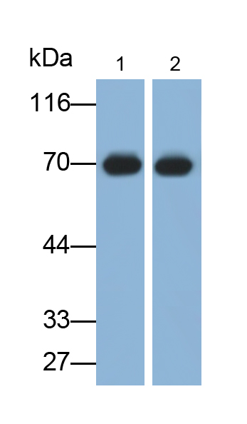 Monoclonal Antibody to Replication Protein A1 (RPA1)