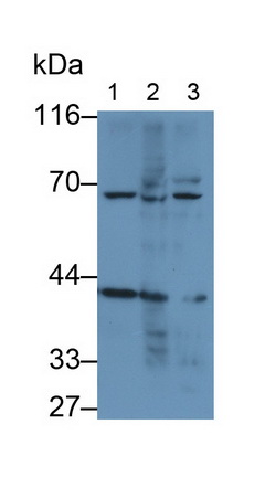 Monoclonal Antibody to Mesothelin (MSLN)