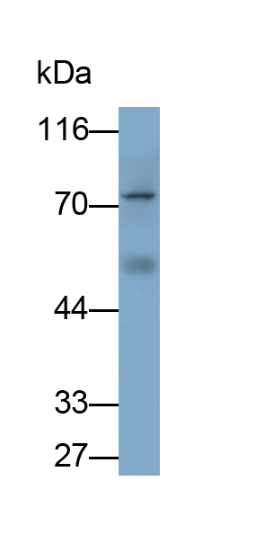 Monoclonal Antibody to Mesothelin (MSLN)