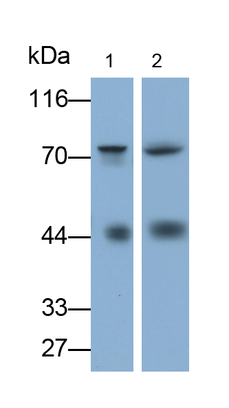 Monoclonal Antibody to Mesothelin (MSLN)