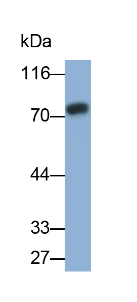 Monoclonal Antibody to Mesothelin (MSLN)