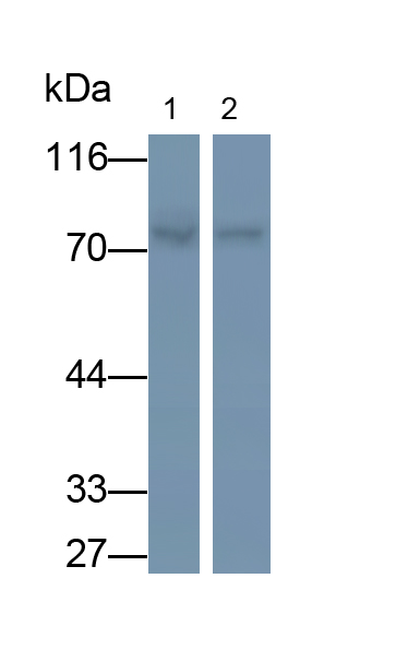 Monoclonal Antibody to Mannosidase Alpha Class 1A Member 1 (MAN1A1)