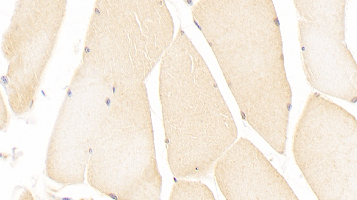 Monoclonal Antibody to Immunoglobulin Superfamily Containing Leucine Rich Repeat Protein (ISLR)