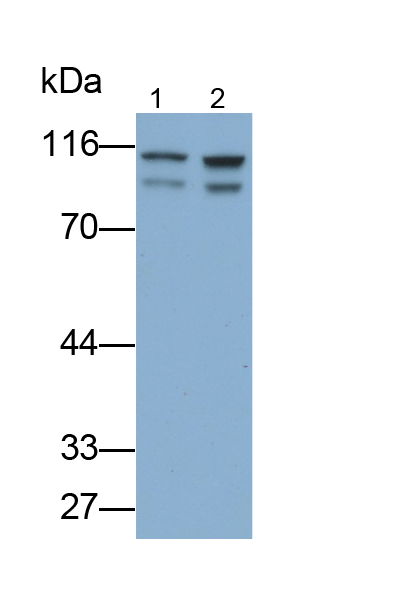 Monoclonal Antibody to T-Box Protein 3 (TBX3)