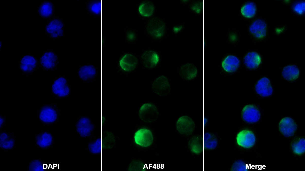 Monoclonal Antibody to Hepatitis A Virus Cellular Receptor 2 (HAVCR2)