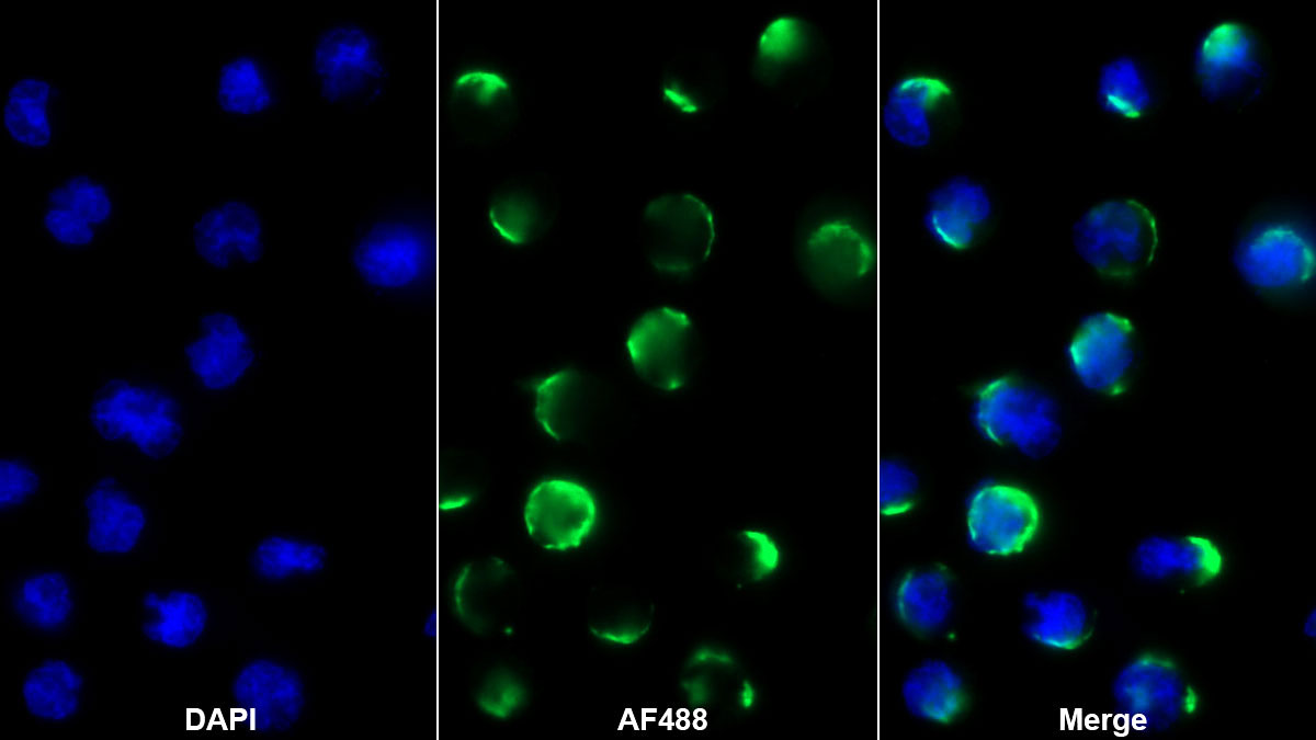 Monoclonal Antibody to Hepatitis A Virus Cellular Receptor 2 (HAVCR2)