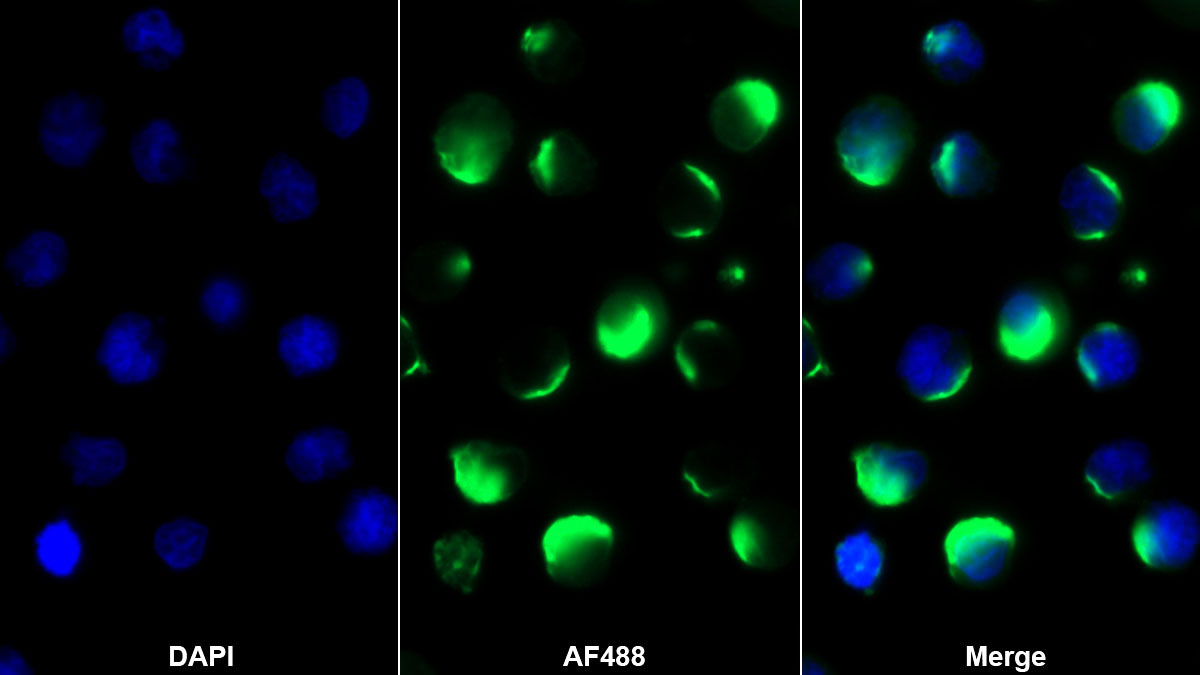 Monoclonal Antibody to Hepatitis A Virus Cellular Receptor 2 (HAVCR2)