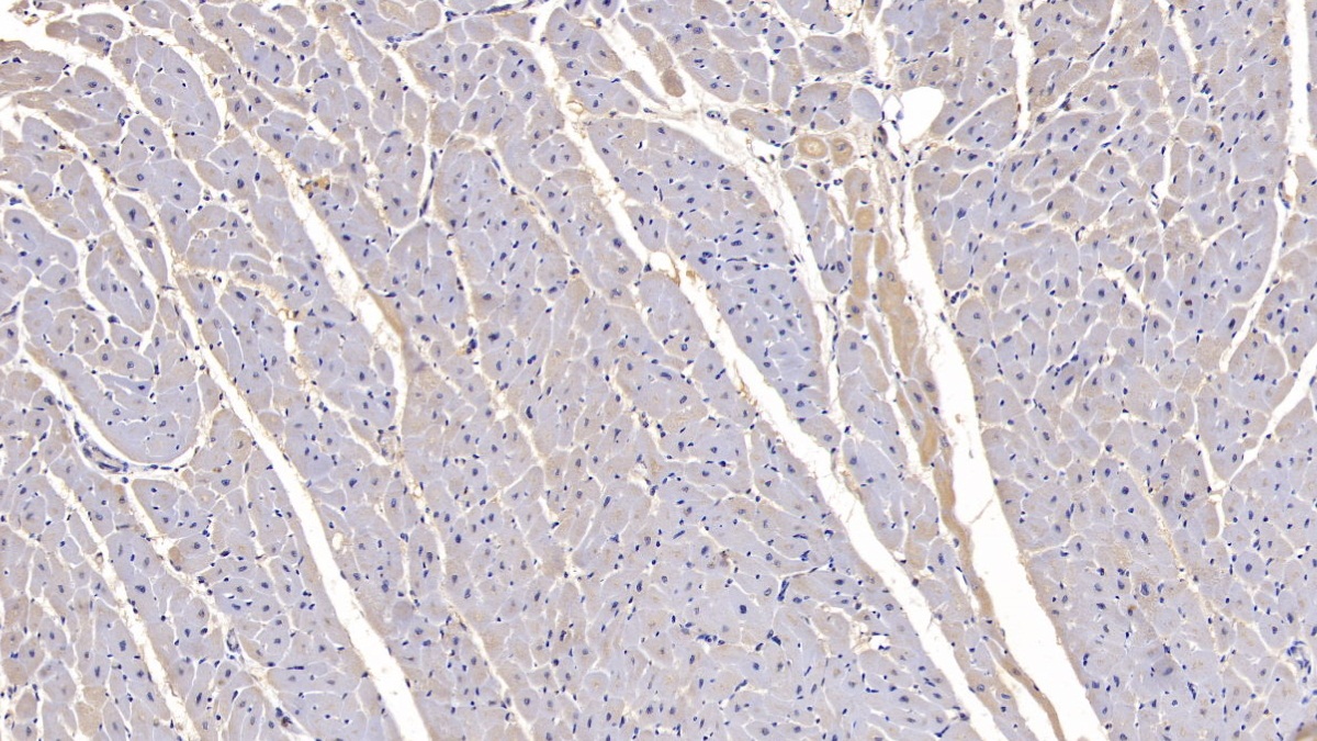 Monoclonal Antibody to Follistatin Like Protein 1 (FSTL1)