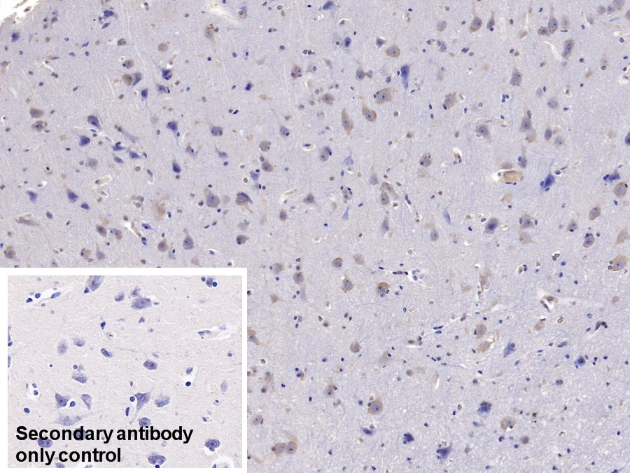 Monoclonal Antibody to Follistatin Like Protein 1 (FSTL1)