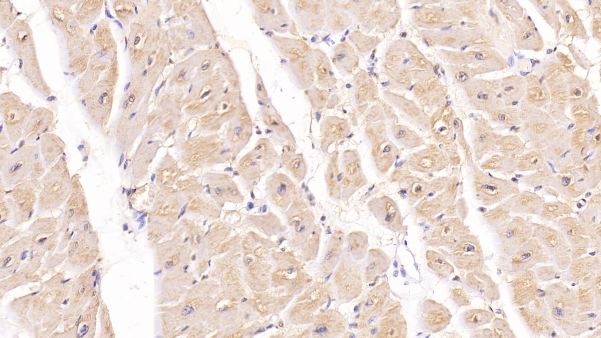 Monoclonal Antibody to Follistatin Like Protein 1 (FSTL1)