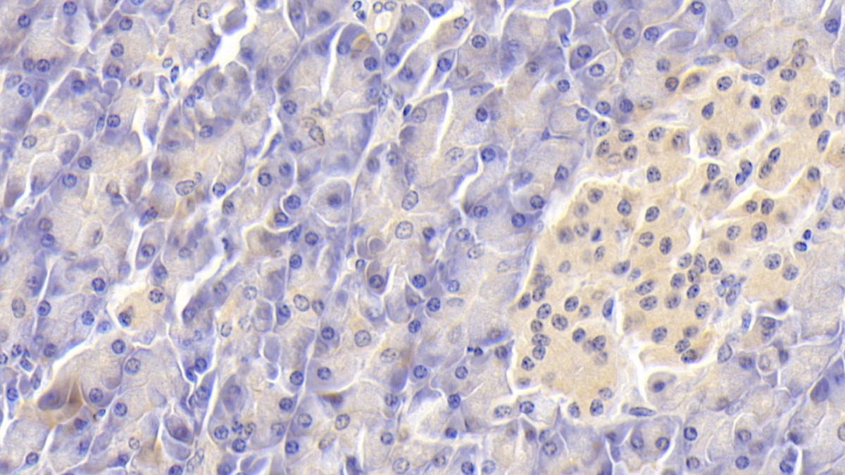 Monoclonal Antibody to Follistatin Like Protein 1 (FSTL1)