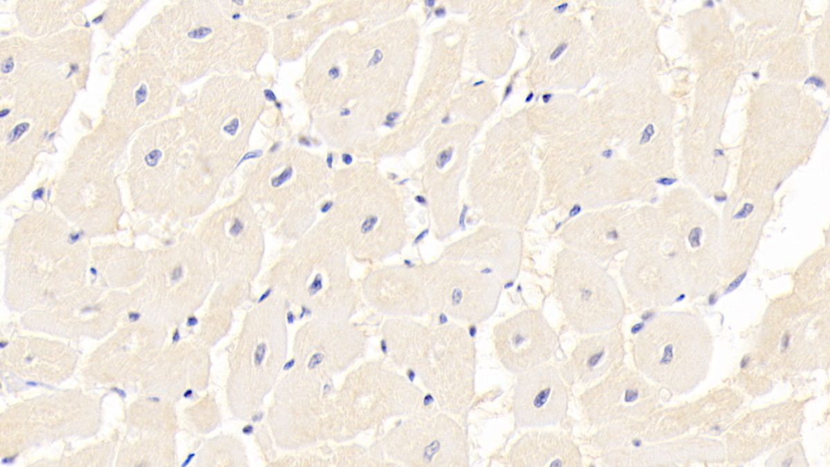 Monoclonal Antibody to Follistatin Like Protein 1 (FSTL1)