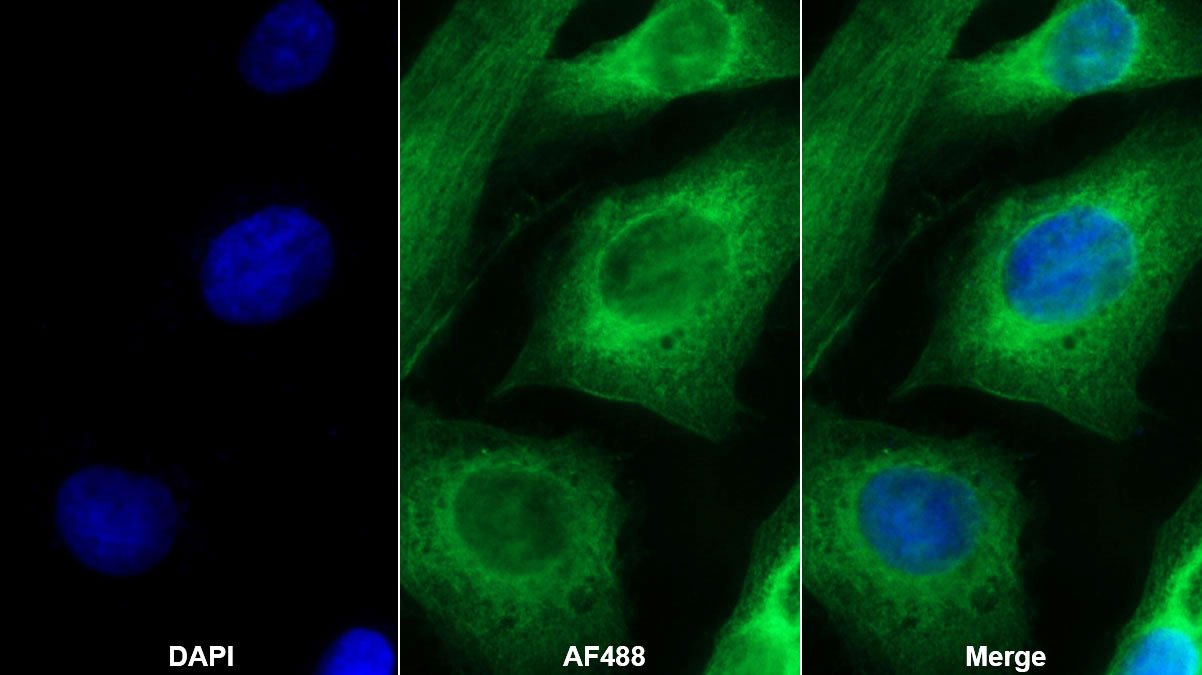 Monoclonal Antibody to Follistatin Like Protein 1 (FSTL1)