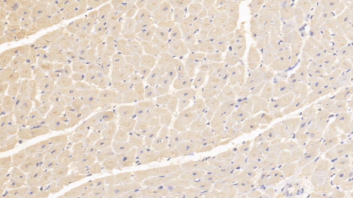 Monoclonal Antibody to Fission 1 (FIS1)