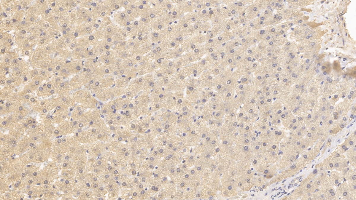 Monoclonal Antibody to Fission 1 (FIS1)