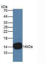 Monoclonal Antibody to Cystatin B (CSTB)