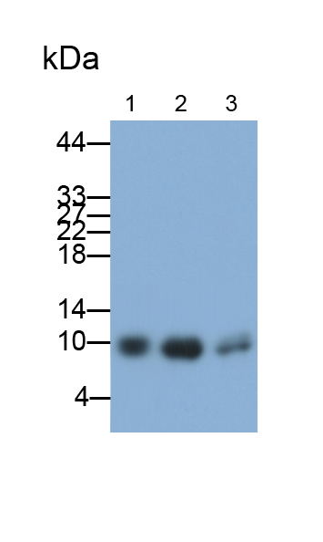 Monoclonal Antibody to Cystatin B (CSTB)