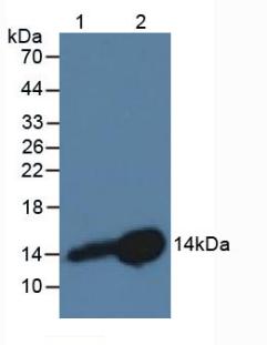 Monoclonal Antibody to Cystatin B (CSTB)