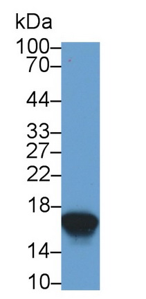 Monoclonal Antibody to Cystatin 1 (CST1)