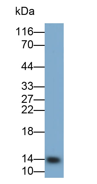 Monoclonal Antibody to Cystatin 1 (CST1)