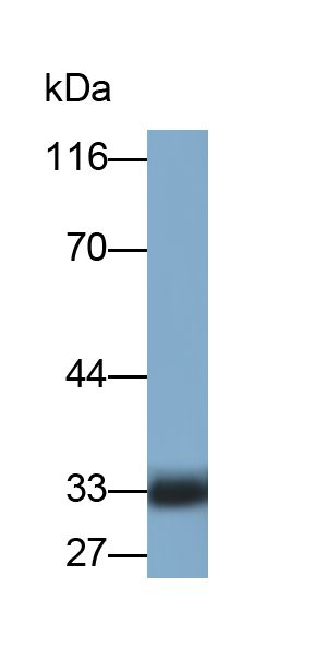 Monoclonal Antibody to Casein Alpha (CSN1)